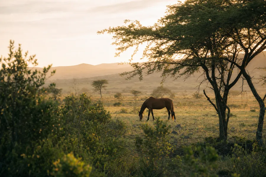 A single horse in a wide Eastern Cape paddock at first light